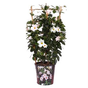 Afbeelding van Kp19 Sundaville Rek Wit